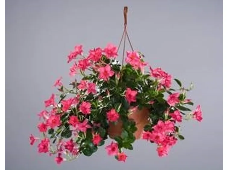 Sundevilla