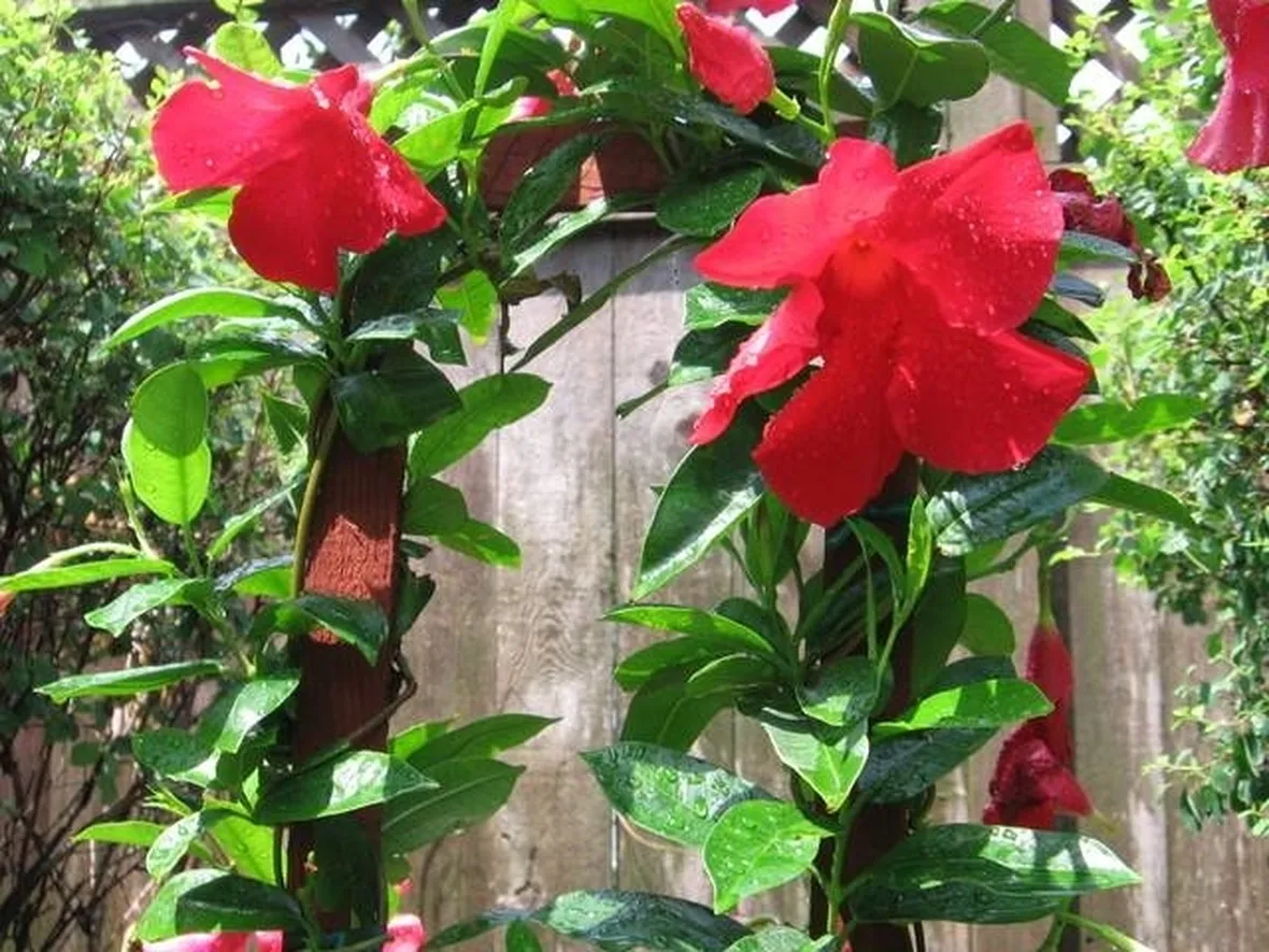 Sundevilla