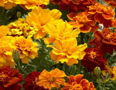 fiori tagete