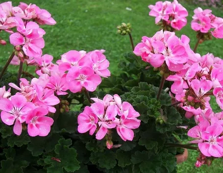 Fiori di pergolanium zonale
