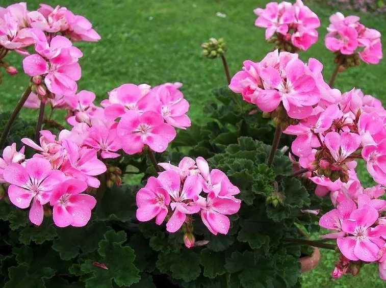 Fiori di pergolanium zonale
