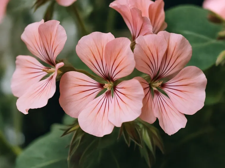 Fiori di pelargonium grandiflorum
