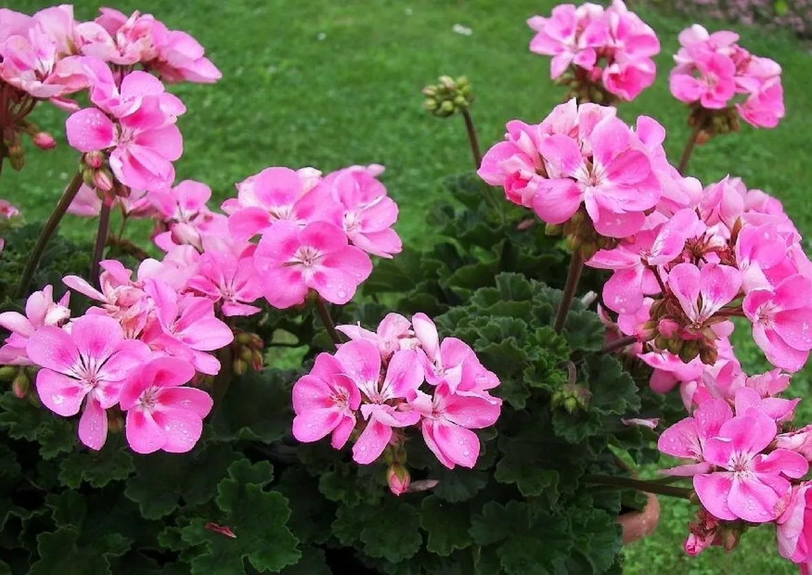 Fiori di pergolanium zonale