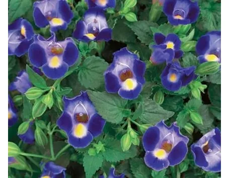 torenia con fiori
