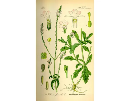 Verbena