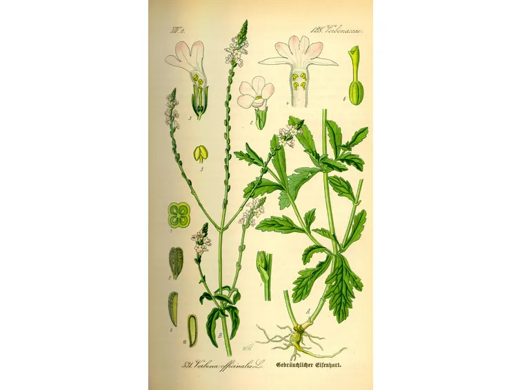 Verbena