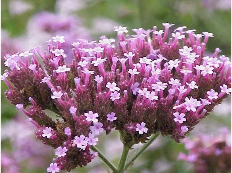 Verbena in fiore