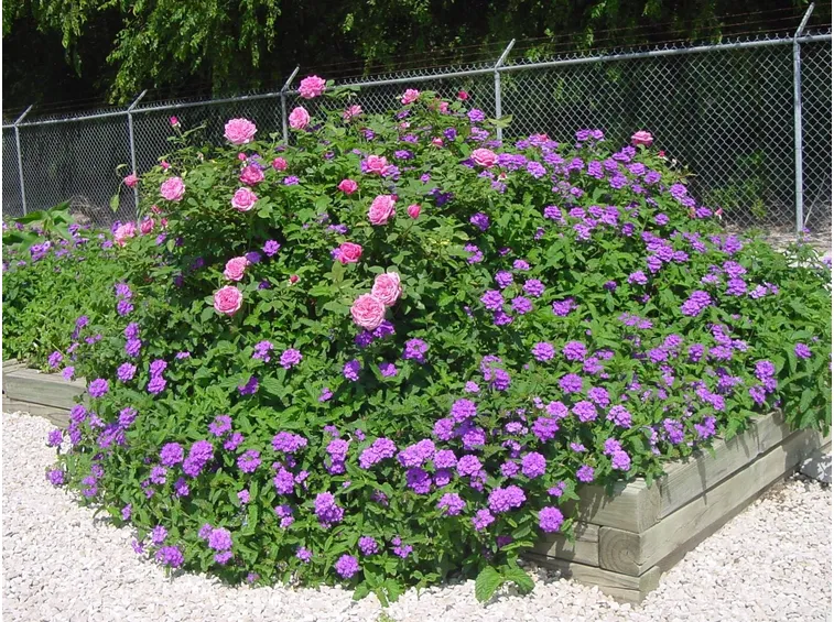 Verbena in aiuola