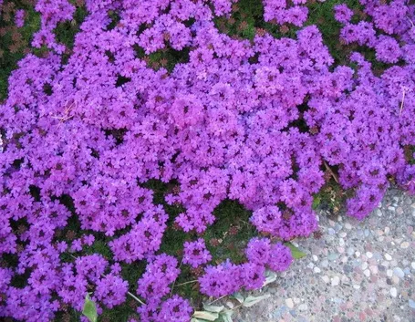 fiori verbena