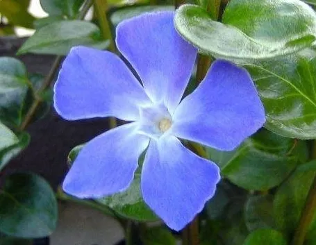 Un esempio di fiore di vinca minor