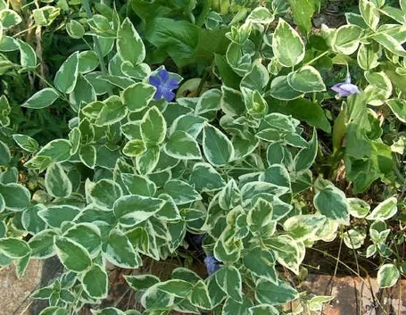 pianta, vinca