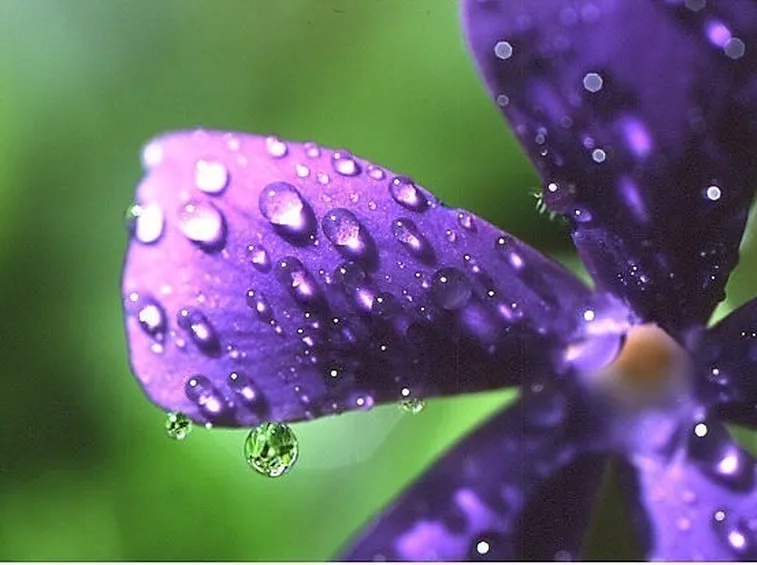 fiore di vinca