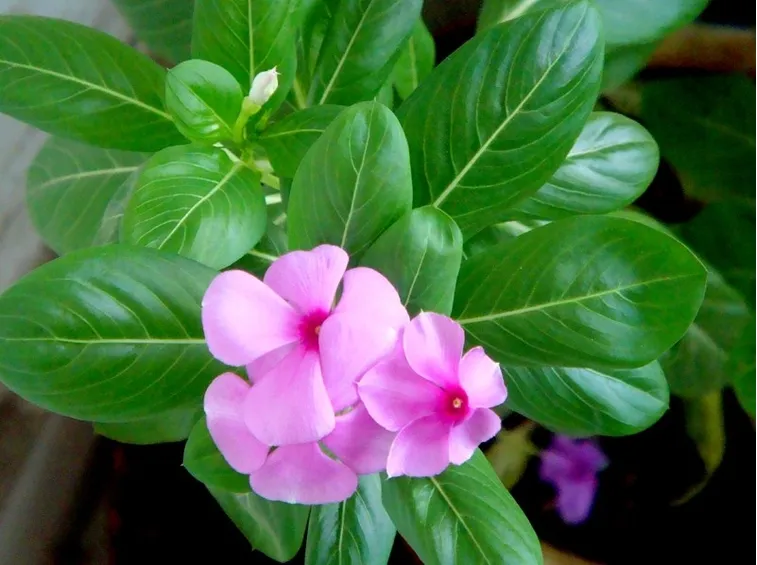 vinca rosa