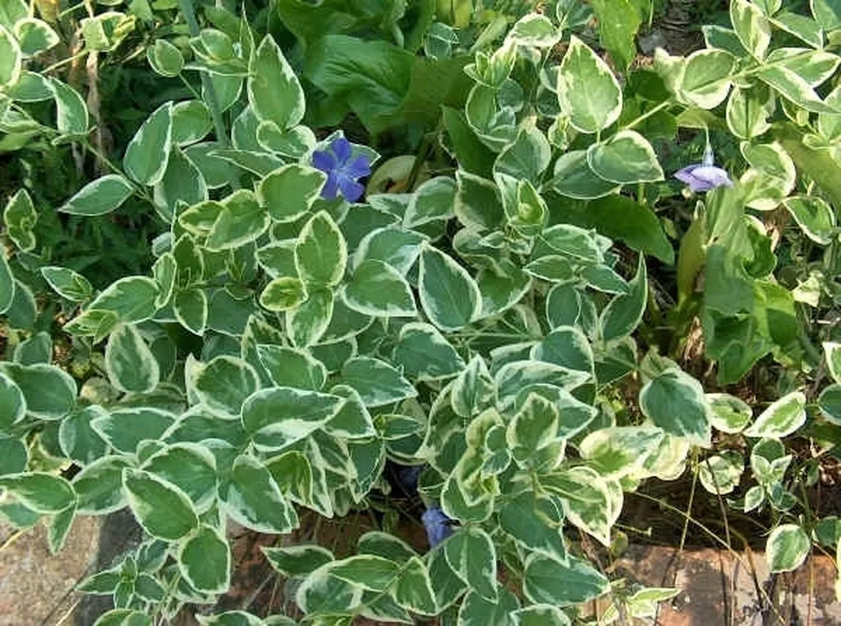 pianta, vinca