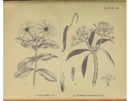 Illustrazione botanica della Vinca rosea