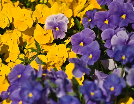 VIOLA DEL PENSIERO