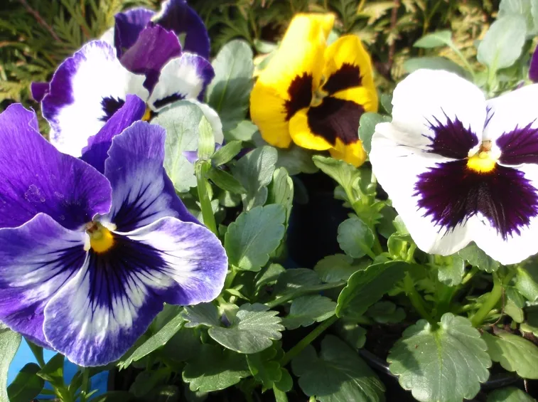 ESPOSIZIONE E TERRENO VIOLA