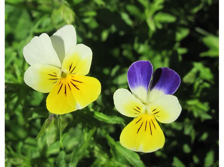 SEMINARE VIOLE