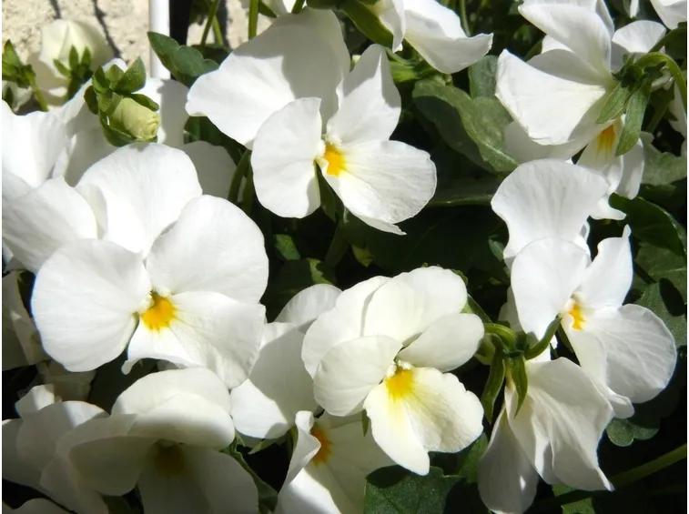 viole bianche