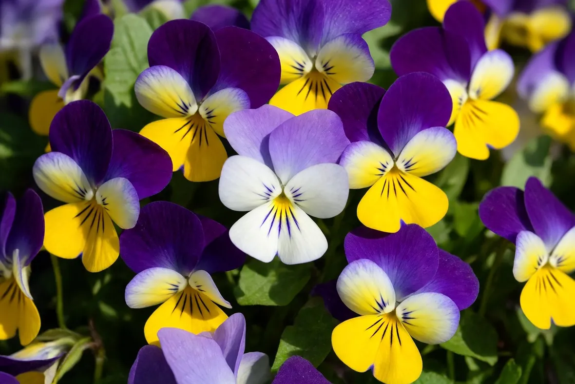 VIOLA DEL PENSIERO