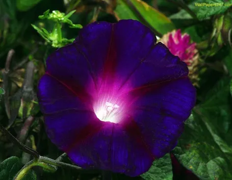 Il fiore della viola