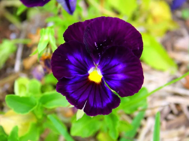 Particolare del fiore della viola