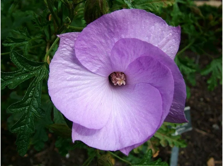 Un fiore della pianta della viola