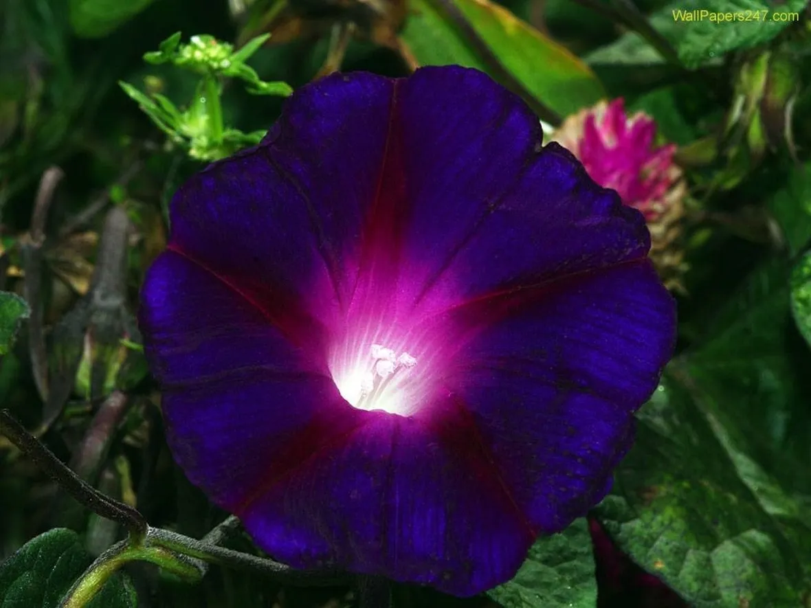 Il fiore della viola