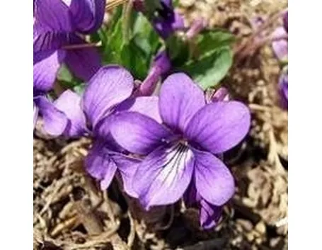 viola1