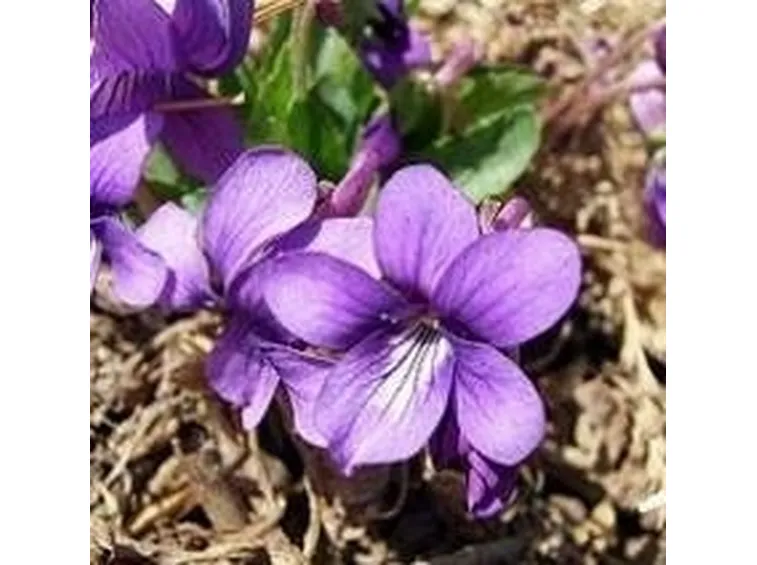 viola1