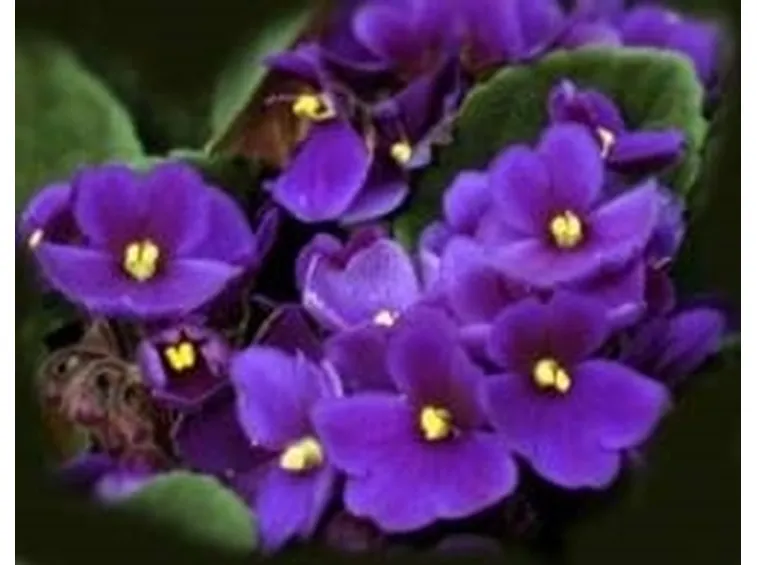 viola2