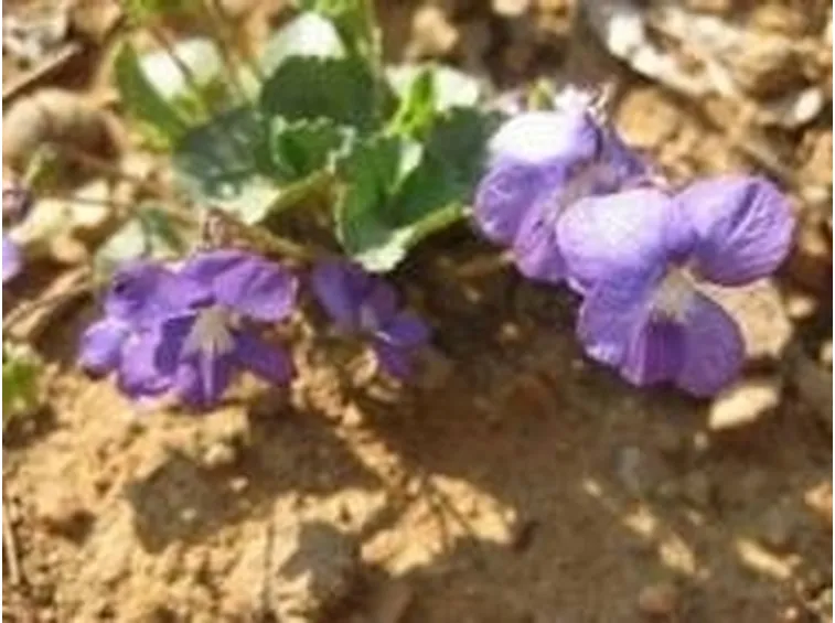 viola4
