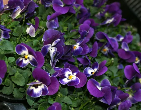 Viole