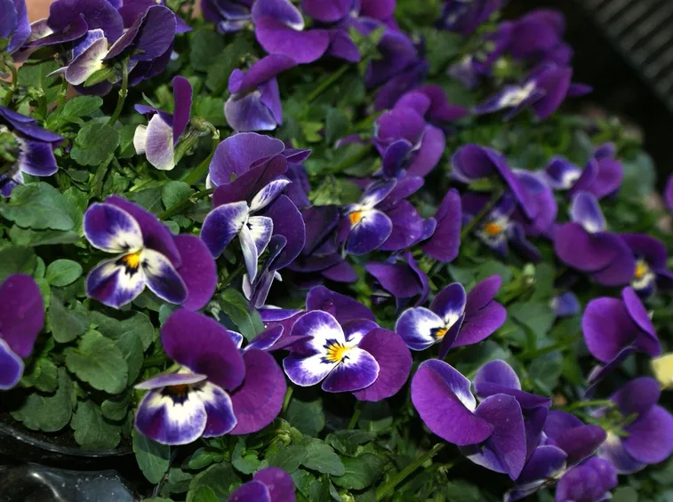 Viole