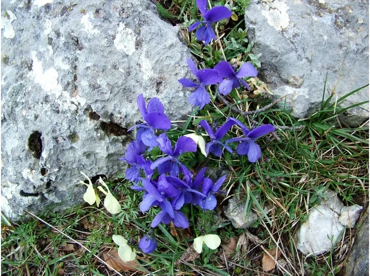 Viola