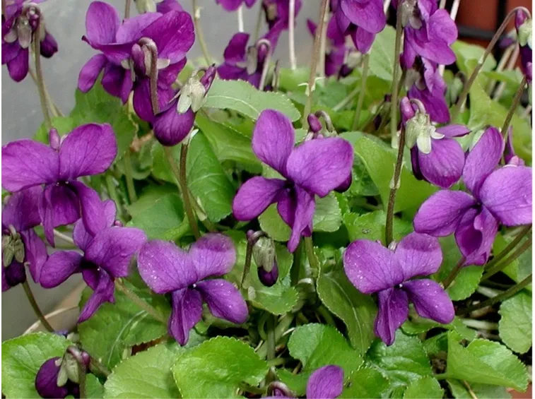 Viole
