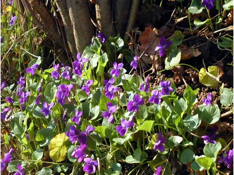 Viole