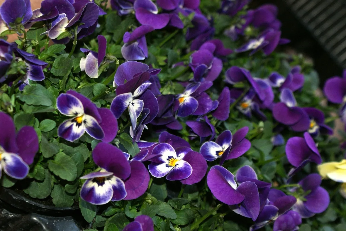 Viole