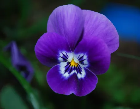 Un esemplare di fiore violetta