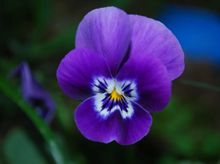 Un esemplare di fiore violetta