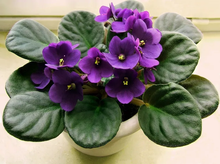 Una piantina di violetta coltivata in vaso