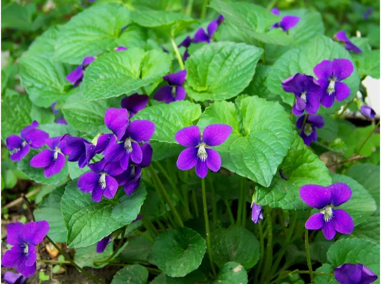 Esemplari di violette