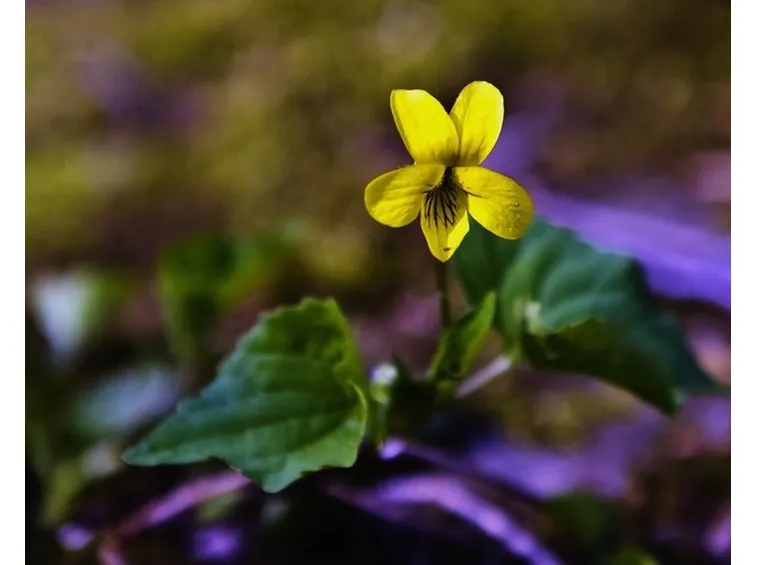 Un esemplare di violetta gialla che cresce solo in alcune zone del mondo