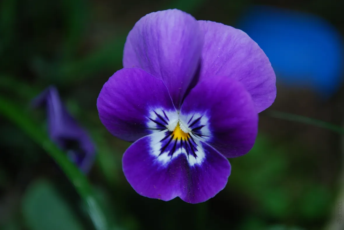 Un esemplare di fiore violetta