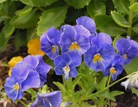 violette 