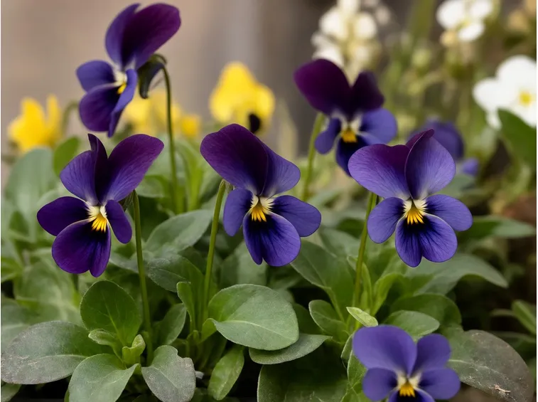 violette 