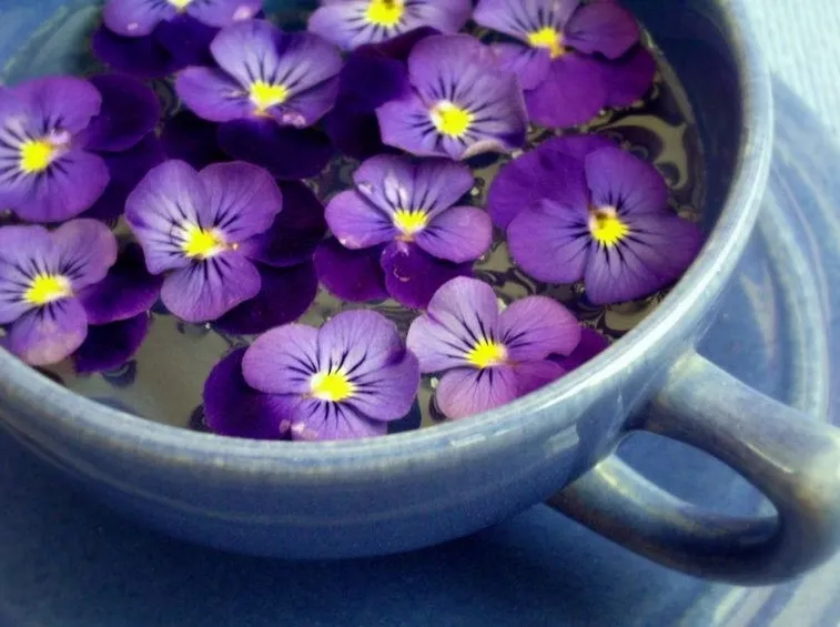 acqua con violetta 
