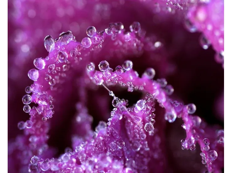 Violetta bagnata 