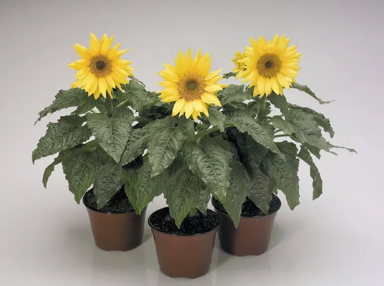 Piante annuali di girasole.