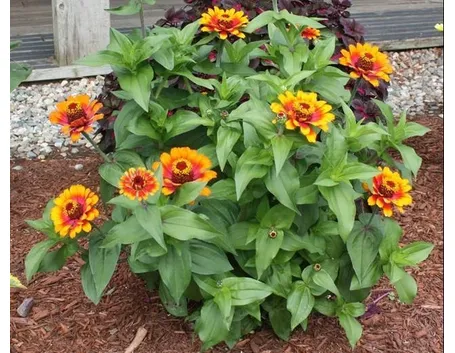 zinnia in fiore